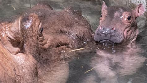 Fiona The Hippo Has A Baby Brother And Hes So Adorable Flipboard