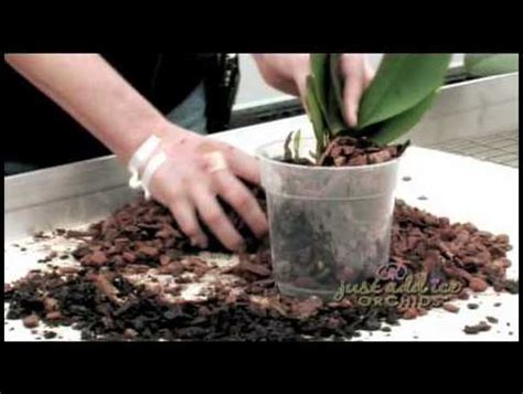 Best Soil For Orchids