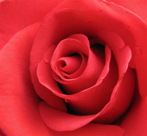 Make2fun Red Rose Flowers Rose Wallpapers Wallpaper