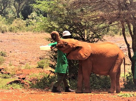 How And Why To Visit The Swt Elephant Orphanage In Nairobi Wanderwisdom