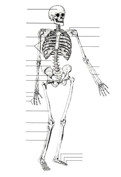 Click on the labels below to find out more about your skeleton. Human Skeleton