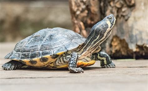 龟 动物 壳 Pixabay上的免费照片