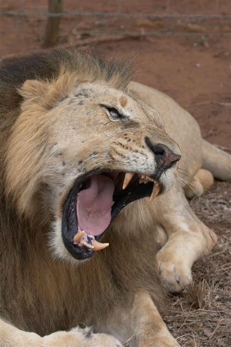Fierce Anatomical Features Of Bush Lion Kenya Wildlife Safaris