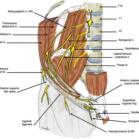 Origin And Trajectory Of The Inguinal Nerves The Iliohypogastric Ih