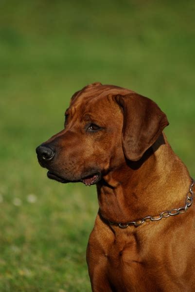 Sibwa Delle Cime Bianche Rhodesian Ridgeback Delle Cime Bianche