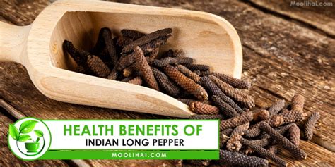 Pippali Piper Longum Long Pepper Health Benefits Uses And Side