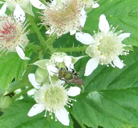 The distinct flowers have long, slender sepals which are more than twice as when picked, black raspberries come away from the plant leaving the torus in place. Oregon Berry Bee Project: Black Raspberry Bloom, 2011 Part 2