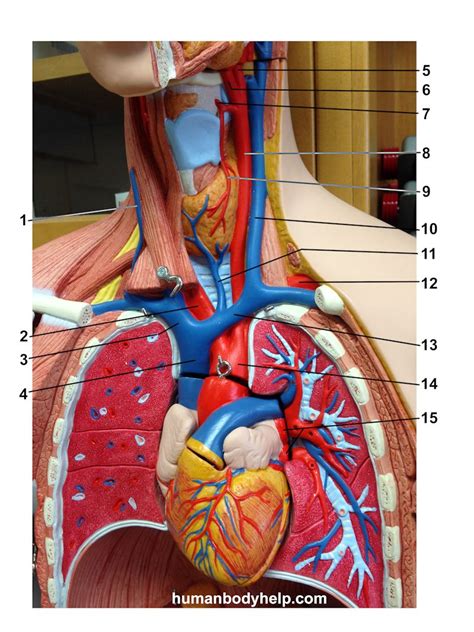 Human Torso Model Labeled Organs