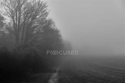 Black And White Shot Of Misty Forest — Nature Foggy Stock Photo