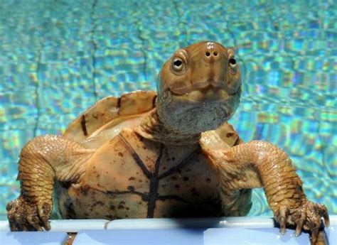 Happy Turtle Is Happy Funny Pictures Of Animals
