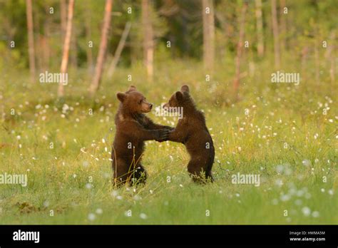 Two Brown Bear Cubs Play Fighting In A Swamp In The Northeastern Part