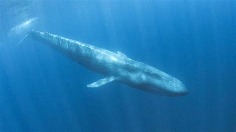 Whales In The Hauraki Gulf Auckland Whale And Dolphin Safari