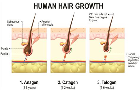 Phases Of Hair Growth Cycle Styles At Life