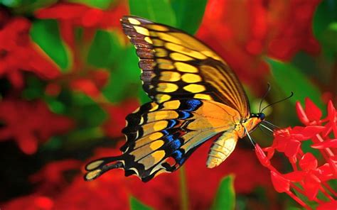 10 Best Cute Wallpaper Butterfly You Can Save It Free Aesthetic Arena