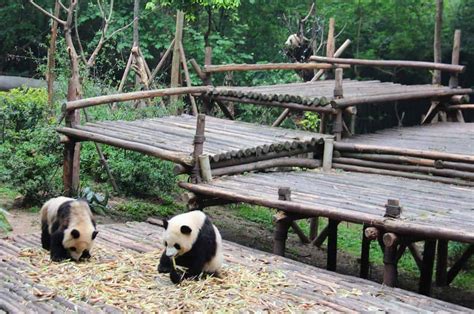 Things To Do In Chengdu With Kids