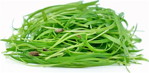 Micro Fennel Information Recipes And Facts