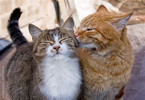 Cat Love Beautiful Couple Of Cats Who Kiss Laugh Happy Stock Photo