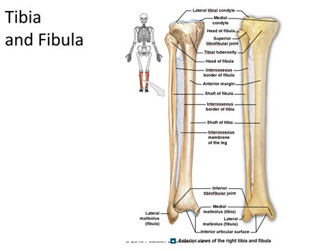 Tibia And Fibula Anterior View R Side Diagram Quizlet