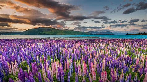 Lupins On The Shores Of Lake Tekapo In New Zealand 1920x1080 Wallpaper