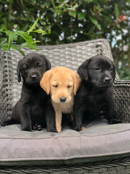 Maybe you would like to learn more about one of these? Rottweiler Chocolate Lab Mix Puppies