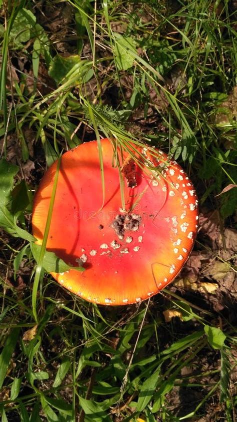 Red Toadstool Poisonous Mushroom Growth In The Forest Fly Agaric Fungi