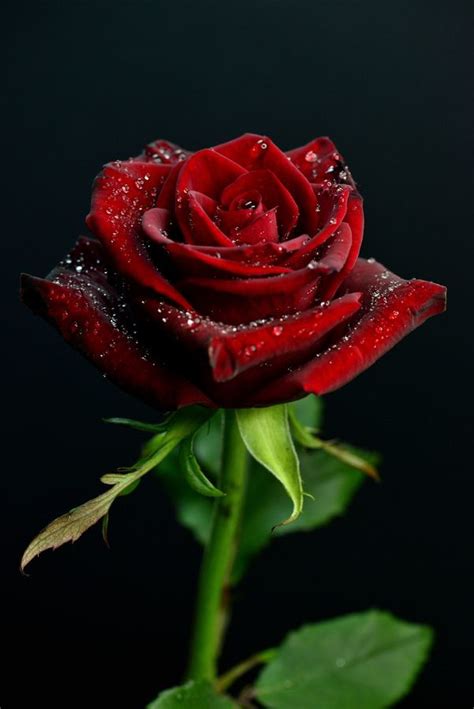 A Beautiful Red Rose For One So Beautiful As My Wifei Love You