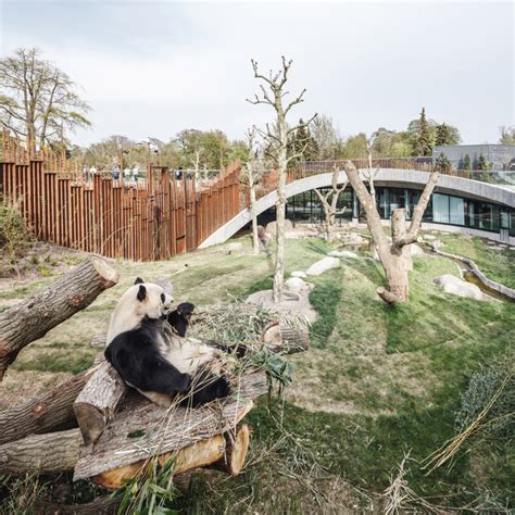 Big Completes Yin And Yang Shaped Panda House At Copenhagen Zoo