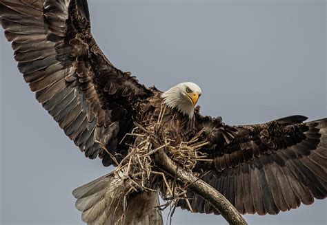 Feathering The Nest 17 Photograph By David Bearden Fine Art America