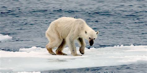 Good News On Polar Bears But Lets Stay Cautious New Humanist