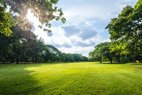 Beautiful Morning Light In Public Park With Green Grass Field Stock