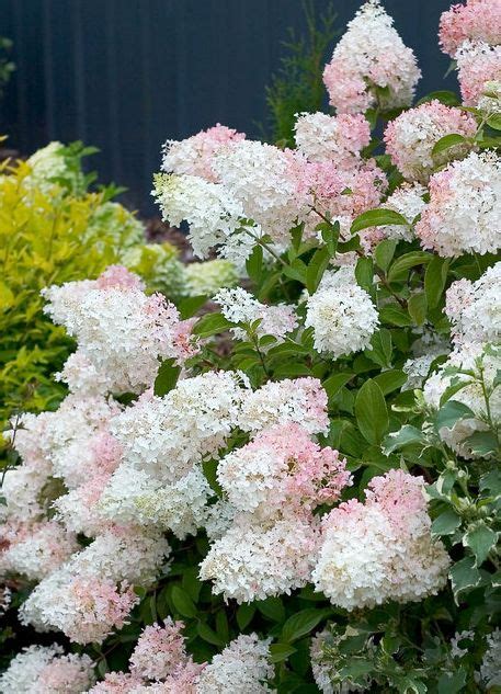 The New Dwarf Hydrangeas Hydrangea Paniculata Hardy Hydrangea