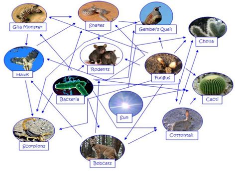 In this lesson we are going to talk all about food chains and food webs in the environment. Desert Food Chain Picture : Biological Science Picture ...