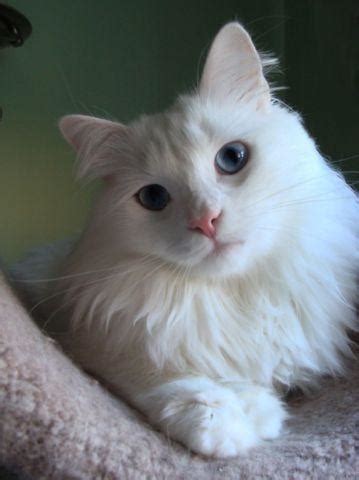 This page is intended to help you understand what we mean by the different colour names. Rare Siberian Cat Colors