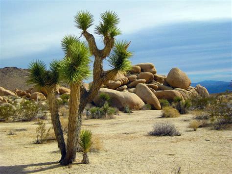 One Day In Joshua Tree National Park National Park Obsessed