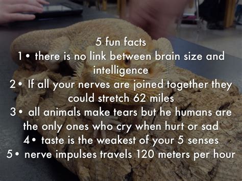 Five Fun Facts About The Nervous System Fun Guest