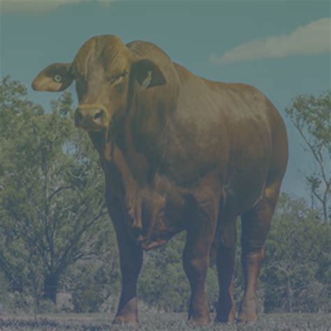 Cattle Saleyards Explore Rockhampton