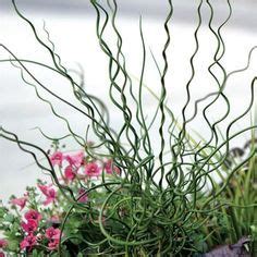Corkscrew Rush Big Twister Water Garden Plants Ornamental Grasses