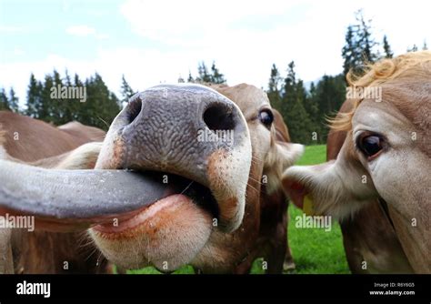 Funny Cow Photo Of A Cow Sticking Out Her Tongue Stock Photo Alamy