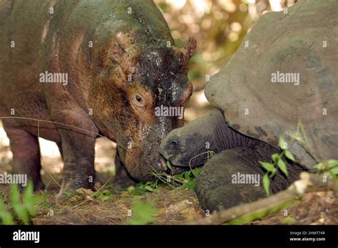 Owen And Mzee Share A Leaf Dinner Baby Hippo Owen Who Was Separated