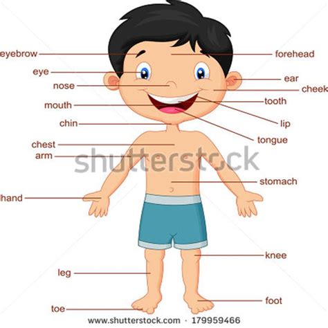 Body Parts English For Kids For Android Apk Download