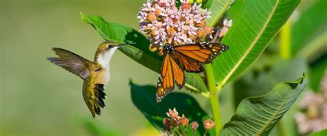 In general herbs and cottage garden perennials are good, and. 7 Ways To Attract Pollinators | Piedmont Environmental ...