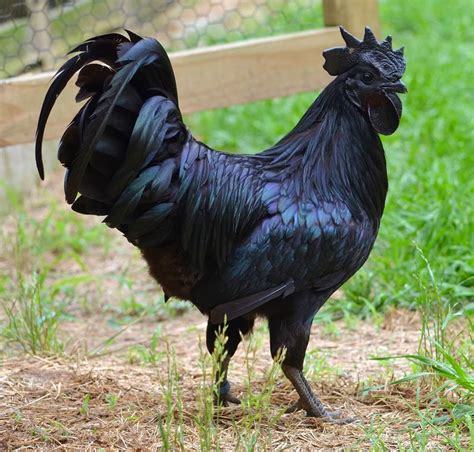 Rare Ayam Cemani Chickens From Indonesia That Are Completely Black Cost £1500 Each Metro News
