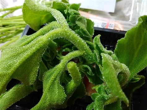 Crystal Ice Plant Salad With Edible Flowers Wtf Can I Eat