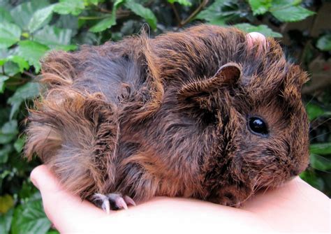 All Things Guinea Pig The Journey Towards A New Breed