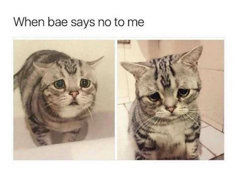 32 Funny Cat Pictures You Can Definitely Relate To