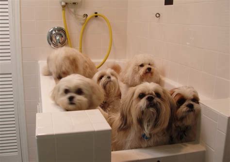 Do it yourself dog washing. Where To Find Self Dog Wash Near Me | petswithlove.us