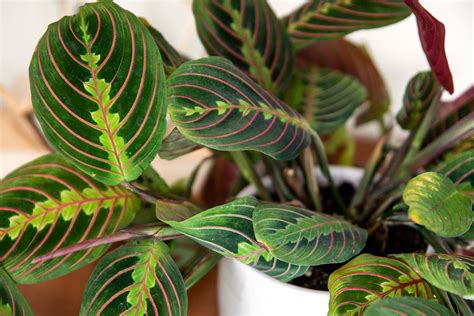 How To Grow And Care For A Prayer Plant Nabat Delivery The Plant