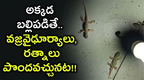 Body parts meaning in tamil. Lizard Falling Meaning on Body Parts - YouTube