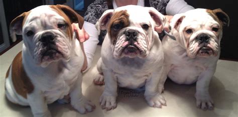Baggy Bulldogs - Baggy Bulldogs's Photos | Facebook | Bulldog, Baggy bulldogs, English bulldog