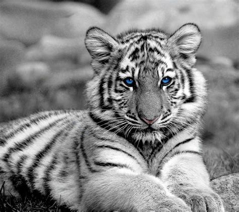 Baby Tiger Pictures Wallpapers 53 Wallpapers Adorable